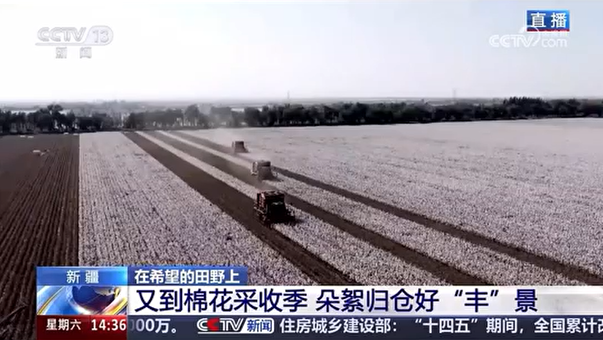央視報(bào)道-直播沃得采棉機(jī)在新疆石河子棉田高效采收